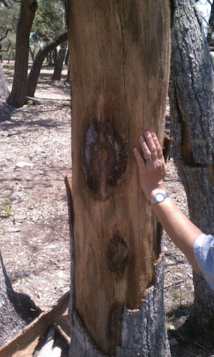 Oak Wilt fungal sporemat