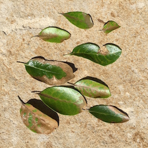 Oak Wilt symptom - new live oak leave