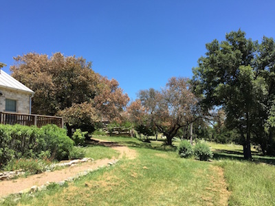 Oak Wilt - live oak treeturning brown