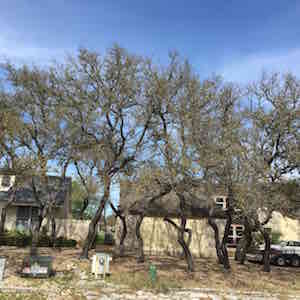 Oak WIlt - live oak tree thinnin