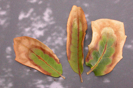 Oak Wilt symptom - Margin Bur