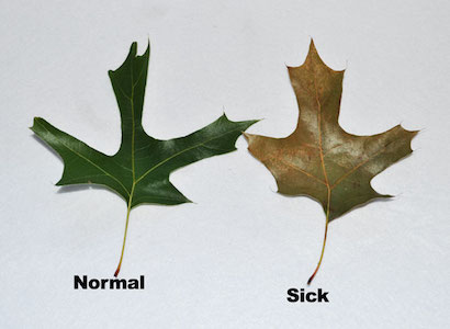 Oak Wilt symptom - red oak leaves normal and sic