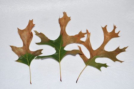 Oak Wilt symptom - red oak leaves
