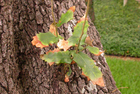 Oak Wilt symptom - tip bur