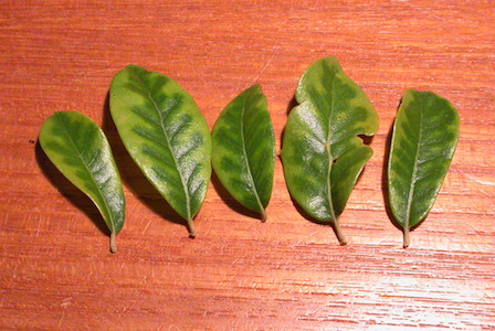 Oak WIlt symptom - Veinal Banding collectio