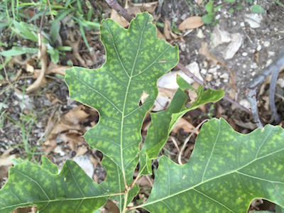Oak Wilt symptom - red oak leave