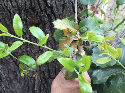 Oak Wilt symptom - Veinal Necrosis on tree