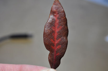 Veinal Necrosis on a red colored lea