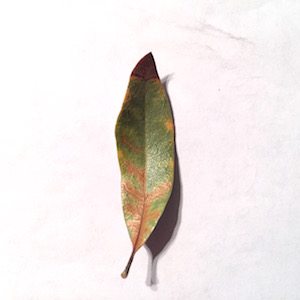 Veinal Banding and Veinal Necrosis on same lea