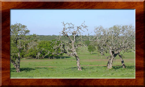 Oak Wilt destruction near Dripping Springs, Texa