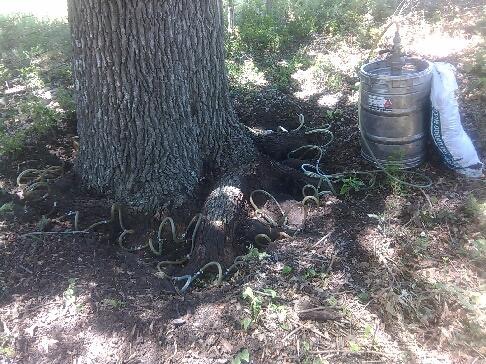 Tree treatment underwa