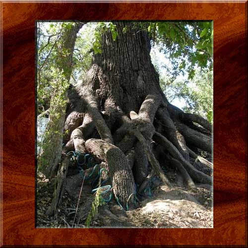 Massive live oak on the Llano rive